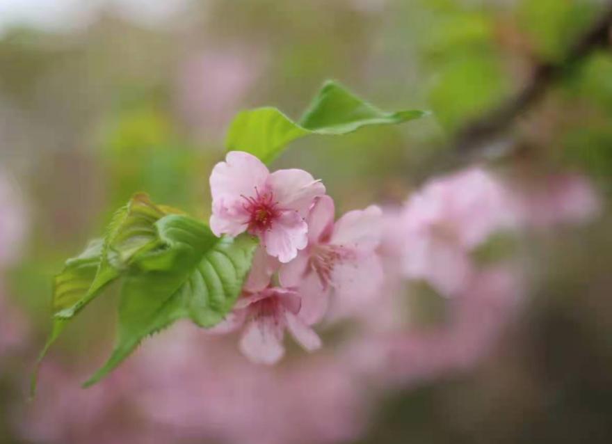 踏青出游与控糖两不误